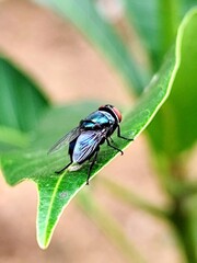close-up photo of a fly landing on a leaf