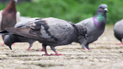 Flock of pigeons foraging on the ground