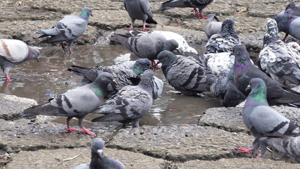 Flock of pigeons foraging on the ground