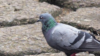 A pigeon foraging on the ground