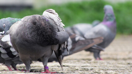 Flock of pigeons foraging on the ground