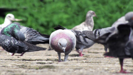 Flock of pigeons foraging on the ground