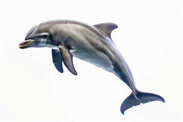 Fototapeta premium dolphin isolated on white background