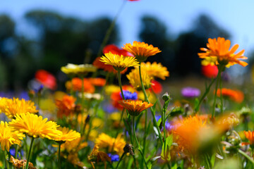 Beautiful colorful wildflowers blooming in the Danish countryside