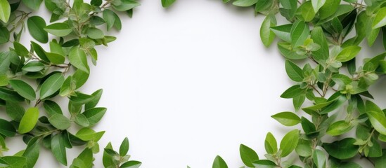 Fototapeta premium Green Leaves Border on White Background