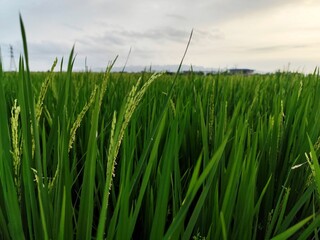 portrait of rice fields in the countryside with slightly cloudy weather