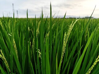 portrait of rice fields in the countryside with slightly cloudy weather