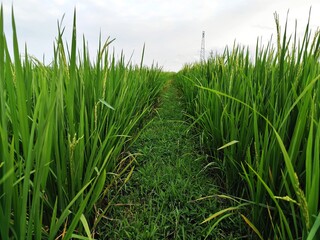 portrait of rice fields in the countryside with slightly cloudy weather