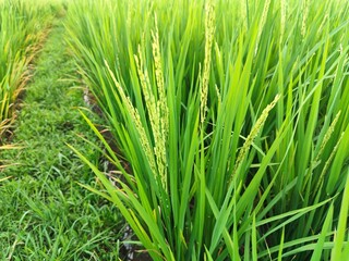 portrait of rice fields in the countryside with slightly cloudy weather