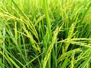 close up of fresh rice grains, still green and not ready to be harvested