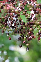 Schwarzer Holunder   dolde   Sambucus