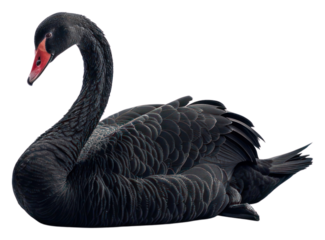 PNG Elegant black swan on white