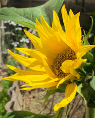 Sunflower in the garden near O Rosal, Galicia, Spain, July 2020