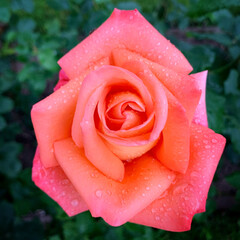 Pink rose with water drops in the Botanical Gardens of Tartu University, Tartu, Tartu maakond, Estonia, July 2020