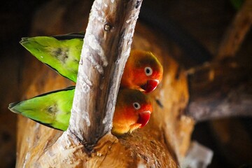 Lovebird couple