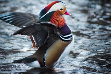 Mandarin duck spreading wings