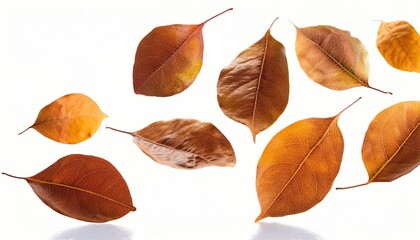 Obraz premium Multiple Fallen Leaves Mid-Air on White Background