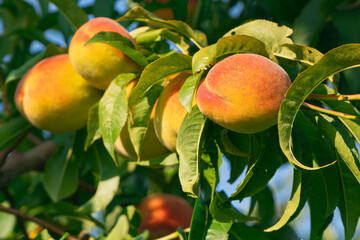fresh and juicy peach growing on a peach tree branch