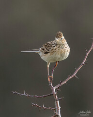 Skylark on a branch