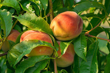 fresh and juicy peach growing on a peach tree branch