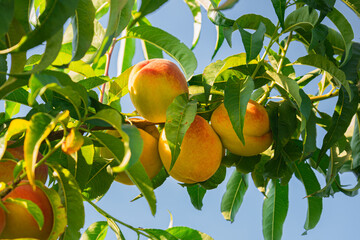 fresh and juicy peach growing on a peach tree branch