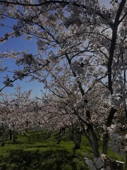 cherry blossom tree