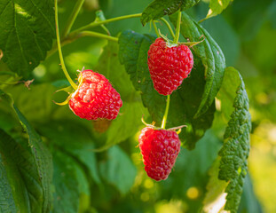 fresh and juicy wild raspberry ripening on a branch