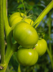 fresh and juicy tomatoes ripening on the branch in a greenhouse