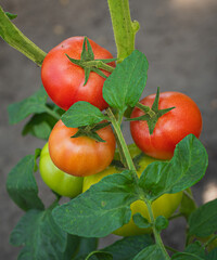 fresh and juicy tomatoes ripening on the branch in a greenhouse