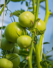 fresh and juicy tomatoes ripening on the branch in a greenhouse