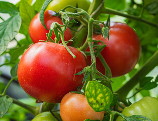 fresh and juicy tomatoes ripening on the branch in a greenhouse