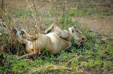 Lion, lionne, femelle, Panthera leo, Parc national du Serengeti, Tanzanie