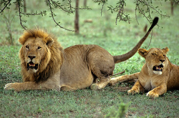 Lion, lionne, femelle, mâle, Panthera leo, Parc national du Serengeti, Tanzanie