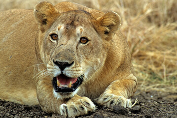 Lion, lionne, femelle, Panthera leo, Parc national du Serengeti, Tanzanie