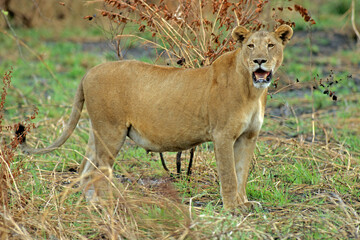 Lion, lionne, femelle, Panthera leo, Parc national du Serengeti, Tanzanie