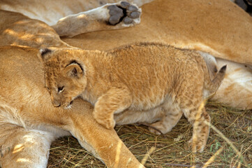 lionceau, Lionne, Panthera leo, Parc national de Masai Mara, Kenya
