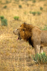 Lion, male, Panthera leo, Tanzanie