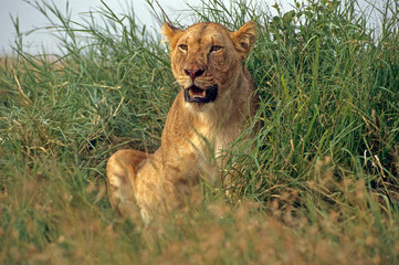 Lion, lionne, femelle, Panthera leo, Parc national du Serengeti, Tanzanie