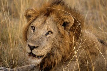 Lion, male, Panthera leo, Tanzanie