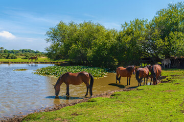 New Forest ponies in a pond National Park Hampshire England Uk