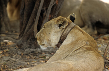 Fototapeta premium Lion, lionne, femelle, collier émetteur, Panthera leo, Parc national du Serengeti, Tanzanie