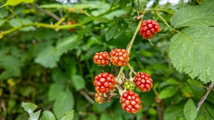 Close-up of red unripe blackberries hanging on the bush