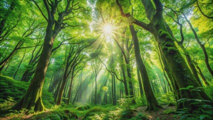 Obraz premium A lush green forest with sunlight filtering through the canopy, wilderness, trees, nature, woods, flora, fauna, ecosystem
