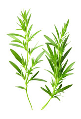 Fototapeta premium delicious Tarragon isolated on white background