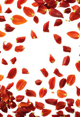 delicious Red pepper flakes isolated on white background