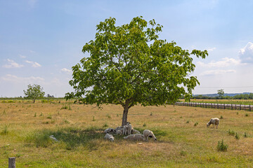 Flock of Sheep Laying Down Under One Tree Shade Hot Summer Day