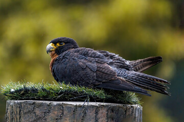 Peregrine falcon (Falco peregrinus)