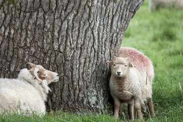 Fototapeta premium portland sheep land lamb resting by the trunk of a tree