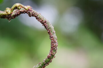 Aphids that are destroying yardlong beans.