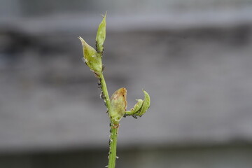 Aphids that are destroying yardlong beans.